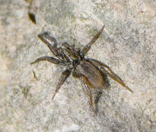 Réf. 241 871 : Nomisia exornata